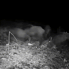 Caméra de chasse extérieure infrarouge nocturne